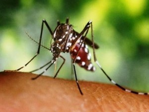 Plantas com poder inseticida e repelente poderão ajudar a extinguir o mosquito que transmite a dengue