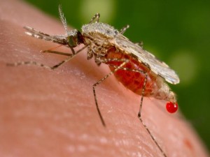 Portugueses descobriram o mecanismo que o mosquito da malária utiliza para evitar a coagulação do sangue